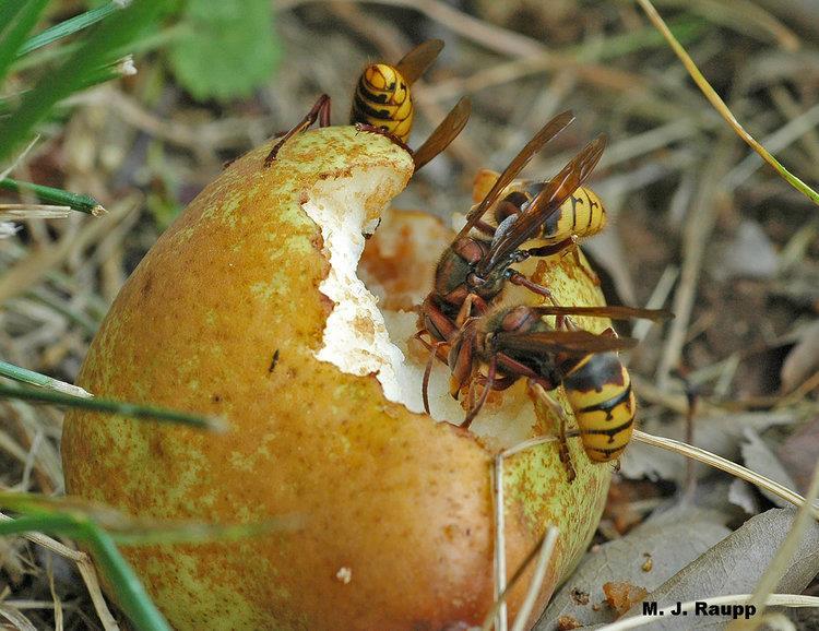 European Hornet Love ripe apples Insecticide use is spotty