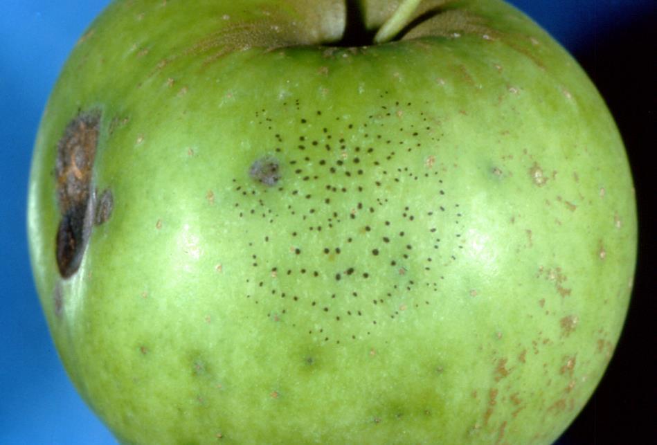 Apple Diseases Fly