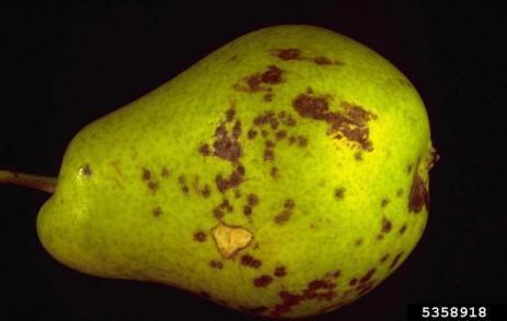 Pear Diseases Pear Scab Not