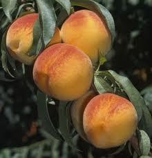 Peaches and Nectarines Issues