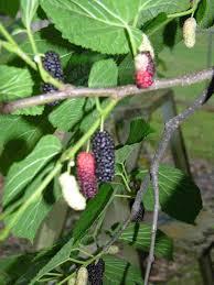 Mulberry Large tree up to 40 Fruit difficult to harvest