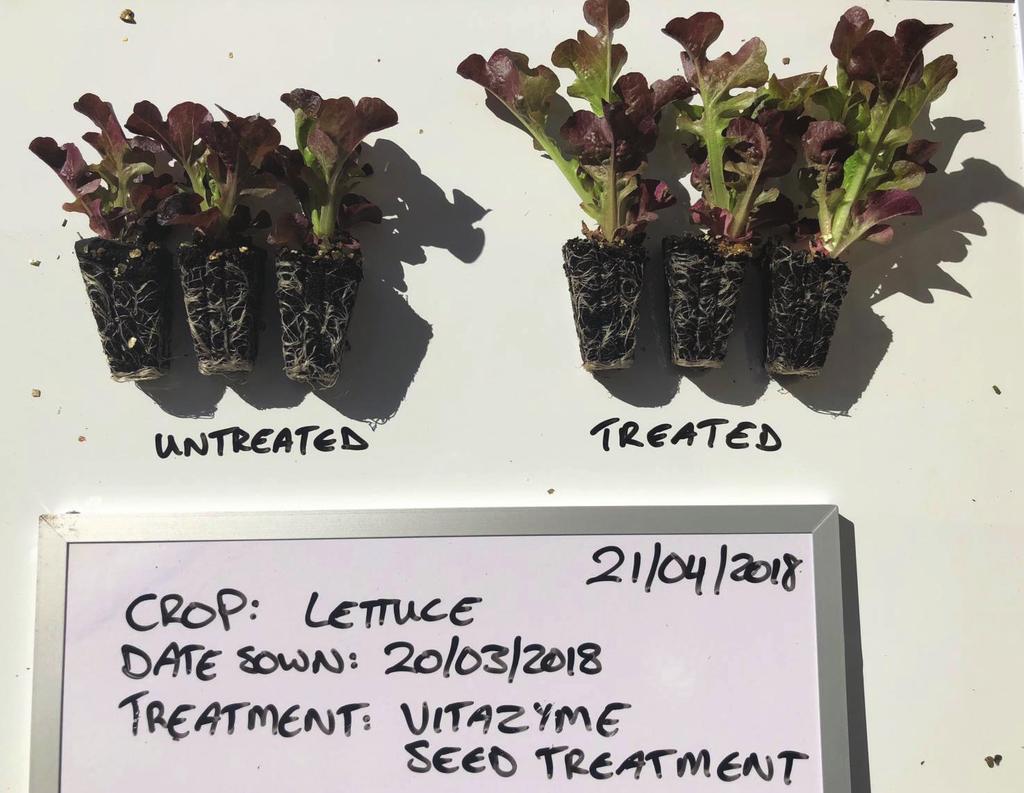 Lettuce with Vitazyme application Vitazyme Field Tests for 2018 Researcher: Steven David Research organization: Sustainable Farming Solutions, Perth, Western Australia Location: Western Australia