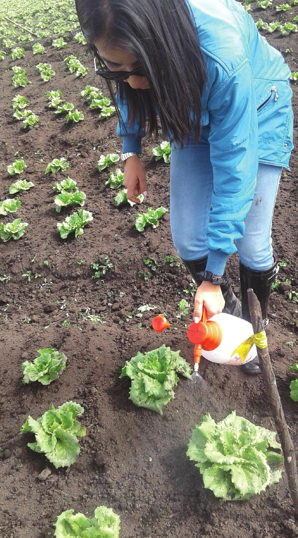 V i t a z y m e F i e l d Te s t s f o r 2 0 1 8 Lettuce with Vitazyme application [ Vitazyme is called Globaplant in Colombia.] Researcher: Diana Urrea Ramirez Research organization: Ag
