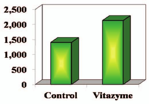Vitazyme application with the conventional program on a production farm. The purpose of the trial was to determine the effect of the product on lettuce growth and yield. 1. Control 2.