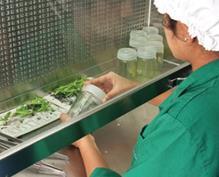 Tissue Cultured Plants Ornamental industry has relied immensely on