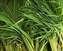 Cut Decorative Foliage Tropical cut greenery is used worldwide for decorative purposes Both