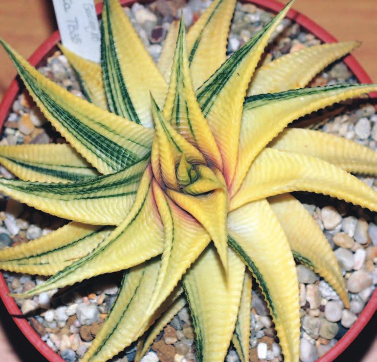 SECTION THREE LIMITED POT SIZE CLASSES 30 ANACAMPSEROS GROUP max pot size 14cm ONE PLANT 31 AGAVE GROUP max pot size 18cm ONE PLANT 32 ALOE GROUP max pot size 14cm TWO PLANTS 33 CEROPEGIA GROUP or