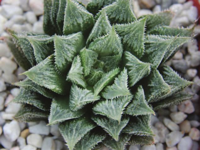 SECTION FIVE HAWORTIA SOCIETY SECTION Haworthia Quilla CCO 378 (photo: Alan Rollason) Nearly every Haworthia grower/collector in UK and some in Europe must have at some time come into contact with