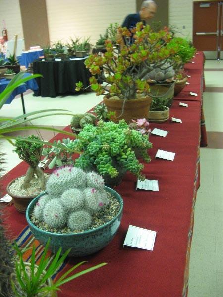 Annual Show and Sale, 2013 The South coast Cactus & Succulent Society s annual show & sale held April 13 & 14 was a smashing success thanks to the enthusiastic and cheerful support of our club