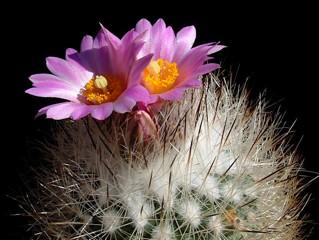 Turbinicarpus have large tuberous roots, which are their primary food and water storage source in times of drought.