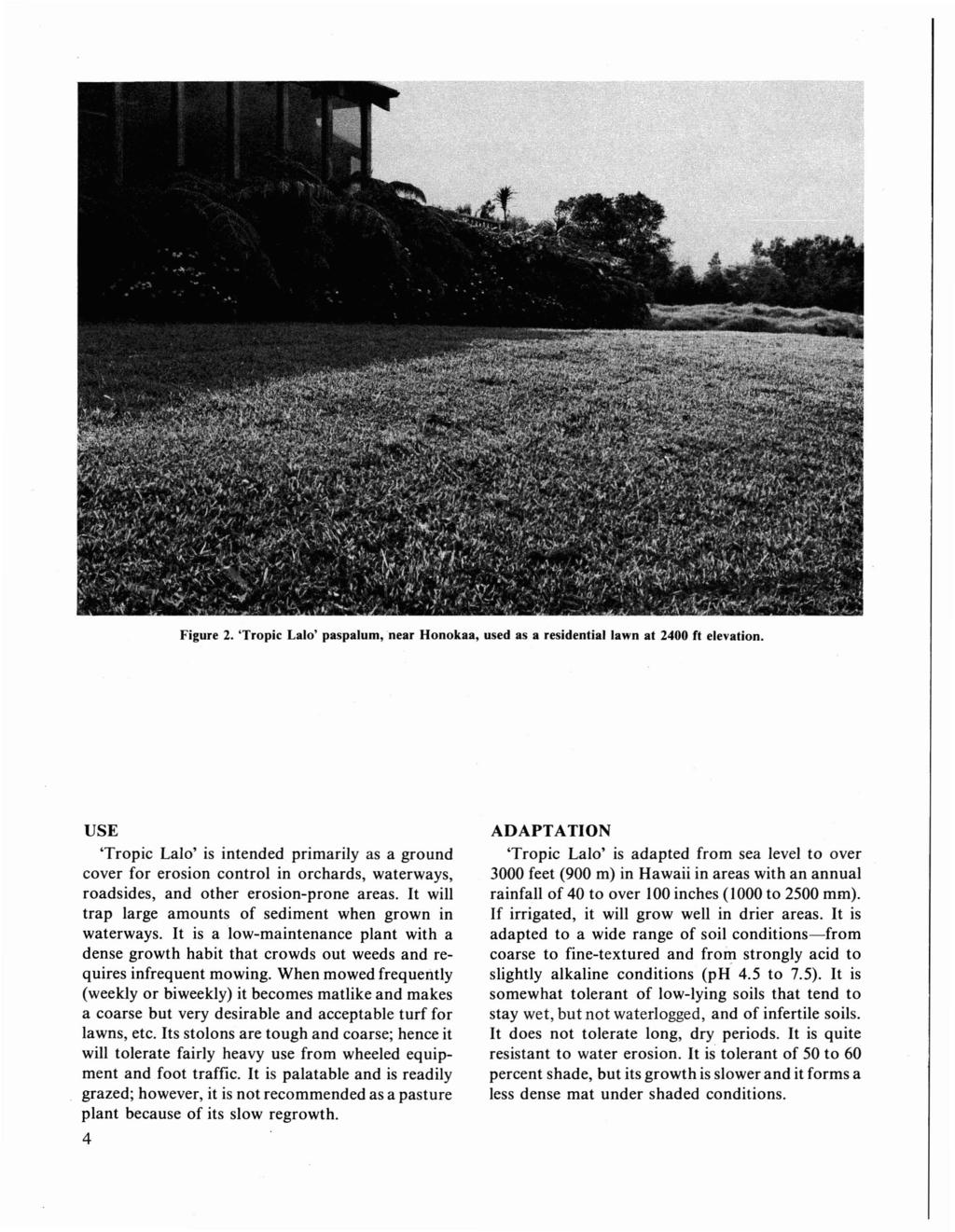 Figure 2. 'Tropic Lalo' paspalum, near Honokaa, used as a residential lawn at 2400 ft elevation.