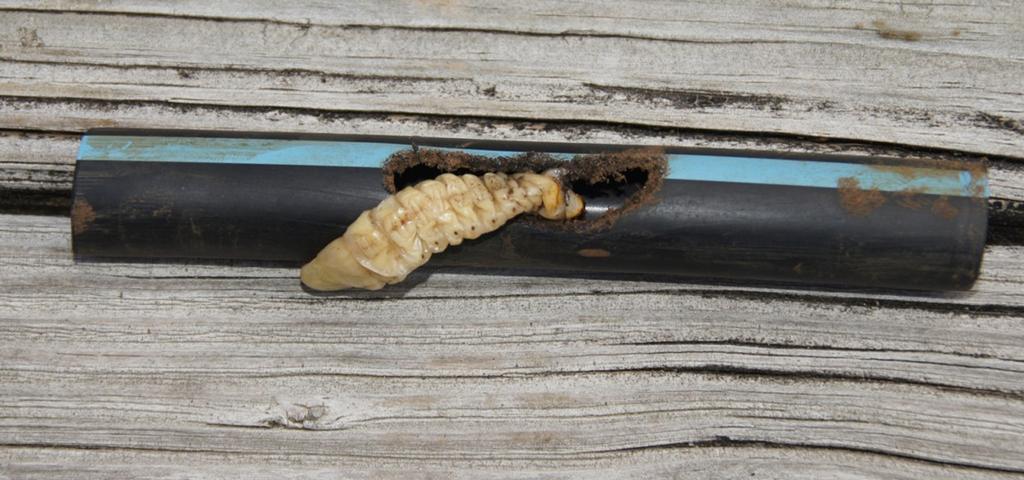 Prionus Root Borer Damage Larvae can