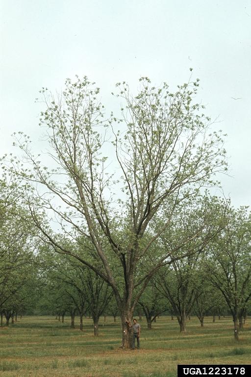 Signs & Symptoms of Root borer Infestation Tree