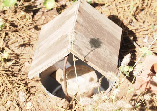 Monitoring Options: Pheromone-Baited Traps Males are