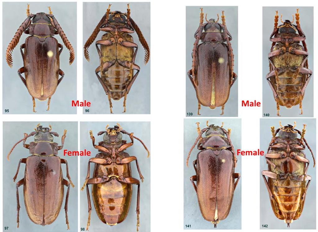Which beetle species are present?