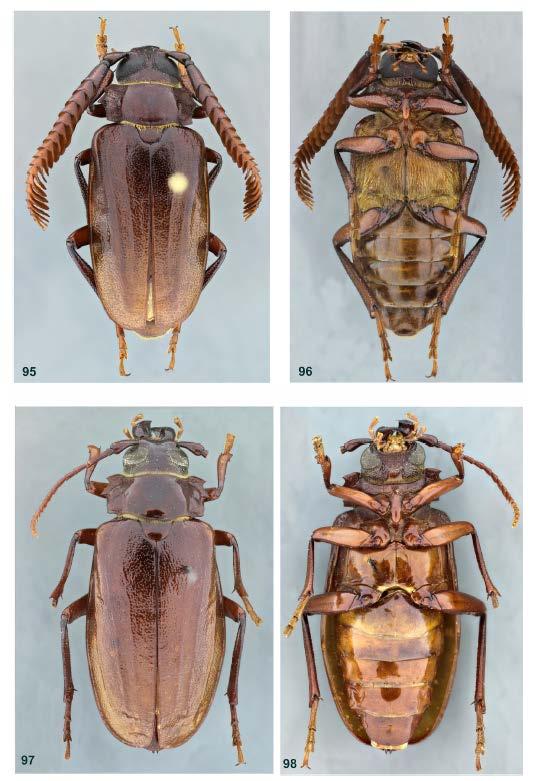 Tilehorned Prionus beetle Male