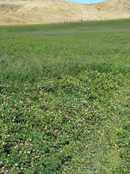 Potential Uses: Probably not a good companion in lucerne seed crops what if grazed??. What is the companion plant for the legume?
