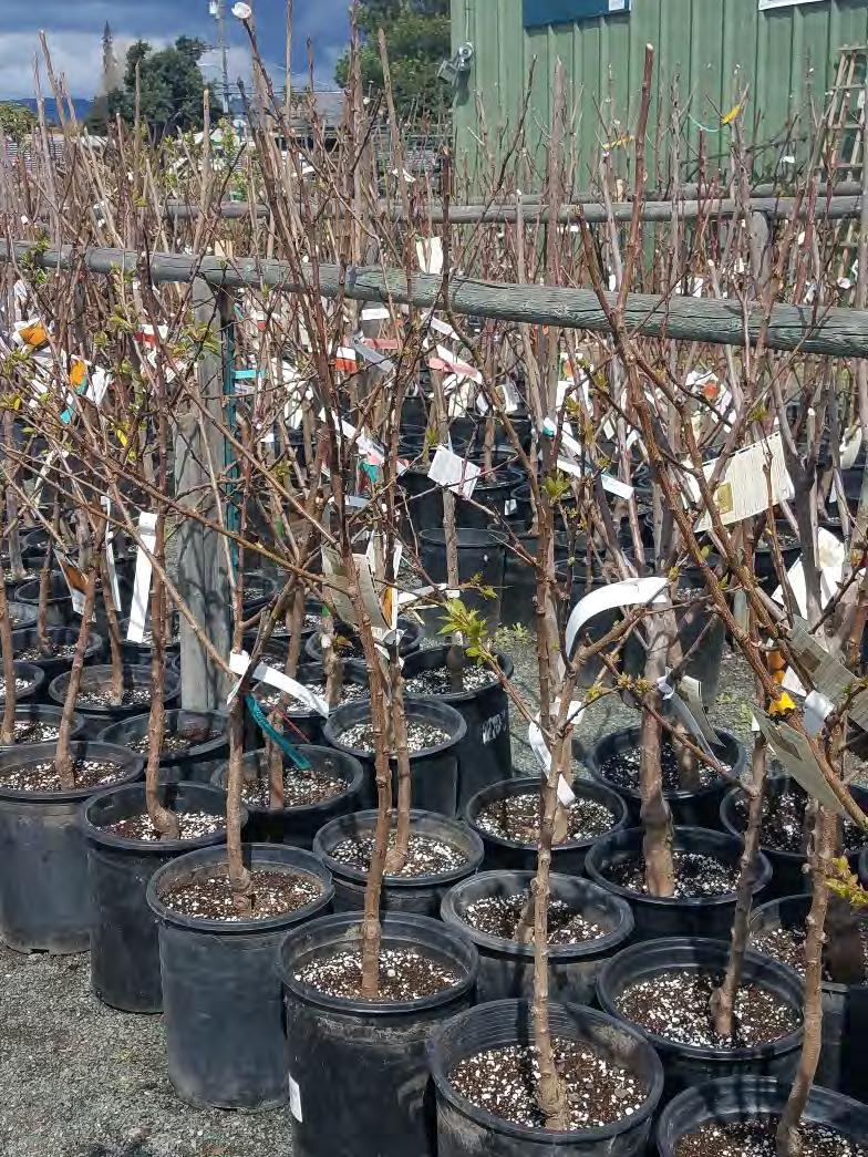 Selecting Fruit Trees for Alameda How to choose trees that