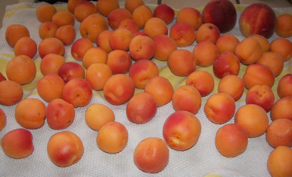 Apricots Blenheim, Katy, Gold Kist, Earli-Autumn Ripens: Late May August Lifespan: 20 25 years Can Produce: 50 150 lbs