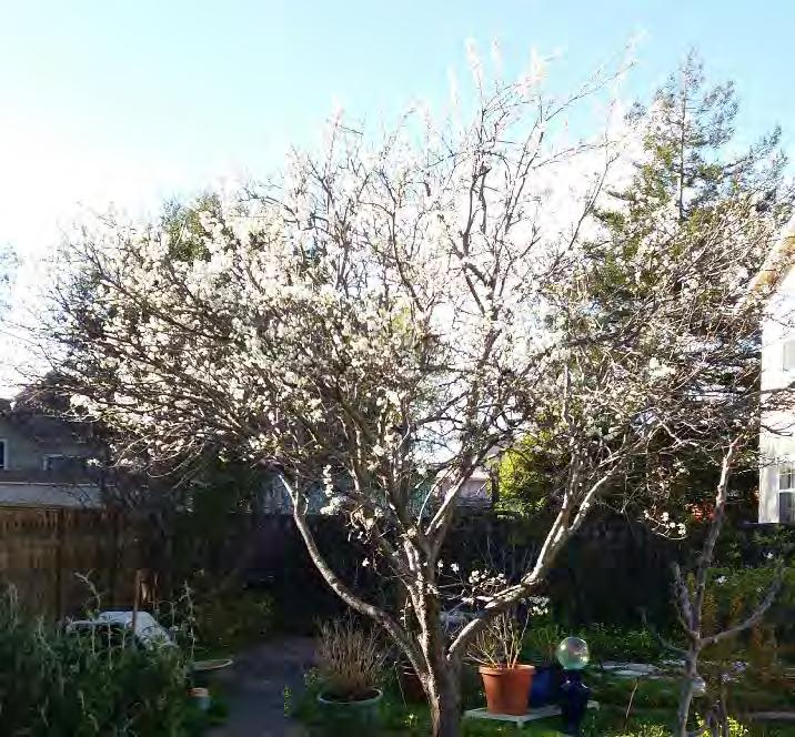 There may not be much that can be done to make a normally narrow-shaped pear tree grow