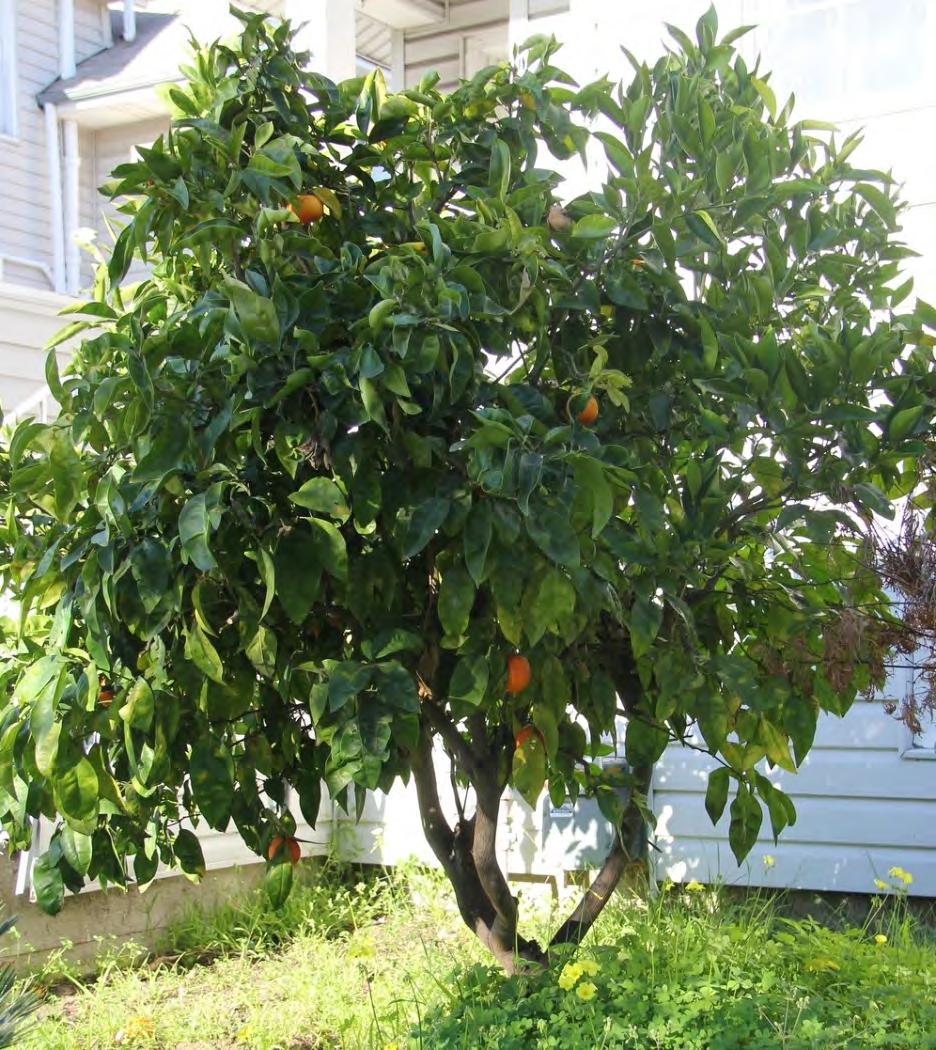 Oranges - Trovita Ripens: Spring Lifespan: Up to 50 years.