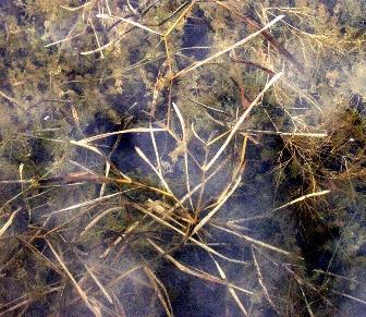 There are several native species of watermilfoils in Minnesota and these plants are not tolerant of turbidity (Nichols 1999) and grow best in clear water lakes.