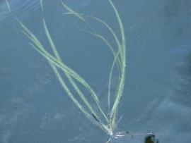 It frequently occurred in depths from 6 to 10 feet (Figure 2). Wild celery (Vallisneria americana; Photo 7) occurred in 20% of the sites between shore and 20 feet (Table 5).