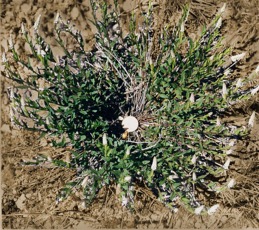 Mature seneca snakeroot (Polygala senega) plant in flower, photographed in situ (Interlake