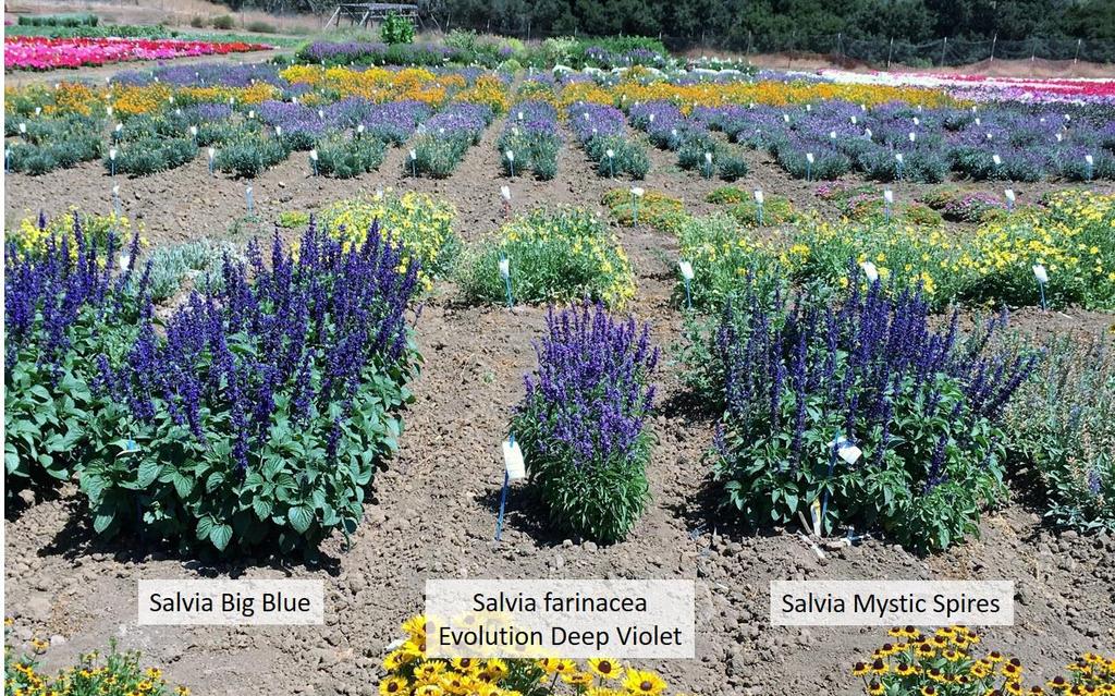 Background Information Interspecific 4x Salvia from seed Larger than vegetative Mystic Spires Heat and drought