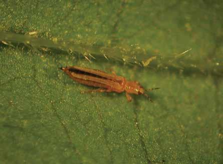 Are Thrips Still Bugging You? If this is a question you can answer with a yes, then it s time to take a closer look at the problem and see what can be done to improve your pest management program.