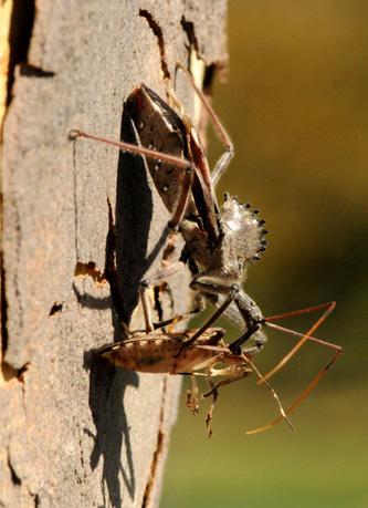 digestive enzymes which liquefy the body tissues of the prey making it possible for the predator to suck up its food. There is one generation per year of wheel bugs.