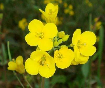 18 Comparison of Pollinator Abundance on Brassica rapa between Controls and Hedgerows at three distances