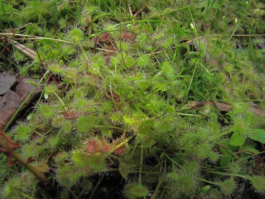 The Ecology of Lydick Bog Carnivorous Plant