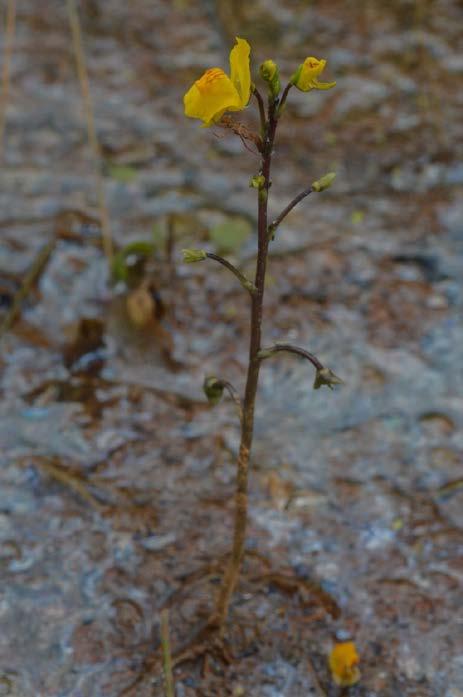 Sarracenia purpurea Utricularia macrorhiza