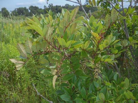 hypoglauca Salix sericea Toxicodendron vernix Vaccinium macrocarpon Viola macloskeyi Common Name Green twayblade