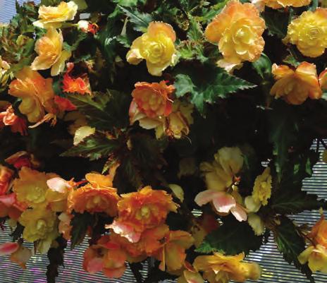 Sunrise was a standout in the trial with large, vibrant, prodigious double flowers.