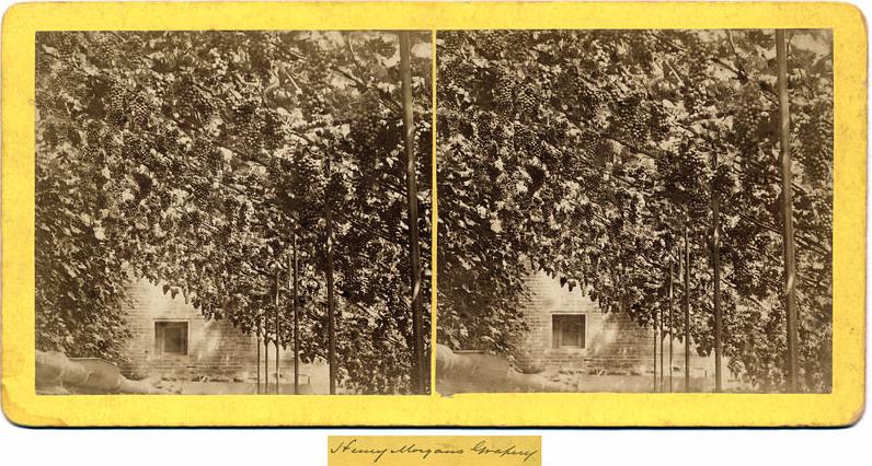 Vineries under expert care yielded an astonishing amount of fruit. This stereo view shows the interior of an Aurora vinery of the same era, that of Henry Morgan.