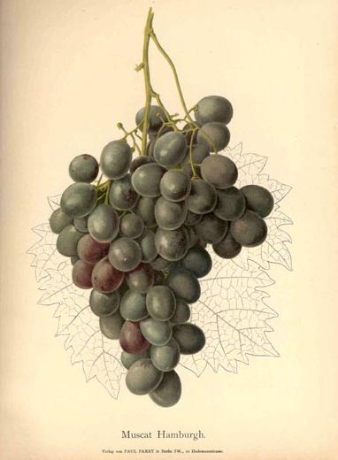In mid-nineteenth century New York State, no fruit was more prized than the grape.