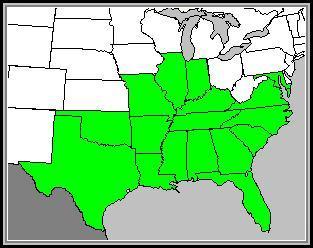 Species Distribution in the United States Starry Rosinweed, native to North America, is endemic to the southeastern United States.