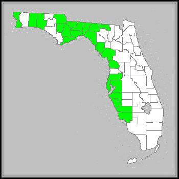 Species Distribution within Florida Starry Rosinweed, a perennial wildflower, is *vouchered in approximately 23 counties in Florida, favoring the panhandle and Gulf coast of the