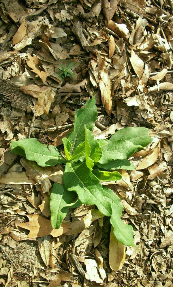 Plant Structure and Life Cycle When first emerging, Silphium asteriscus starts out as a very compact plant.