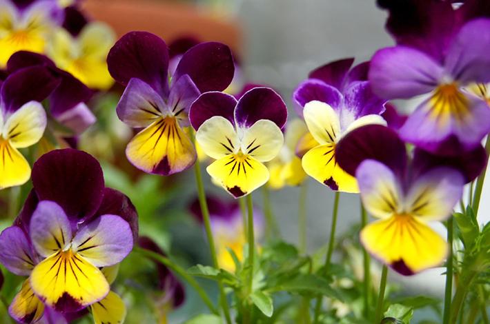 Spacing: Mounding violas should be spaced about 6-8 inches apart. Trailing or spreading varieties can be planted 10-12 inches apart.