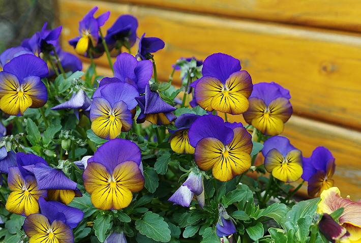 Suggested Varieties National Garden Bureau from the Helen Mount is a popular Johnny-jump-up (Viola tricolor).