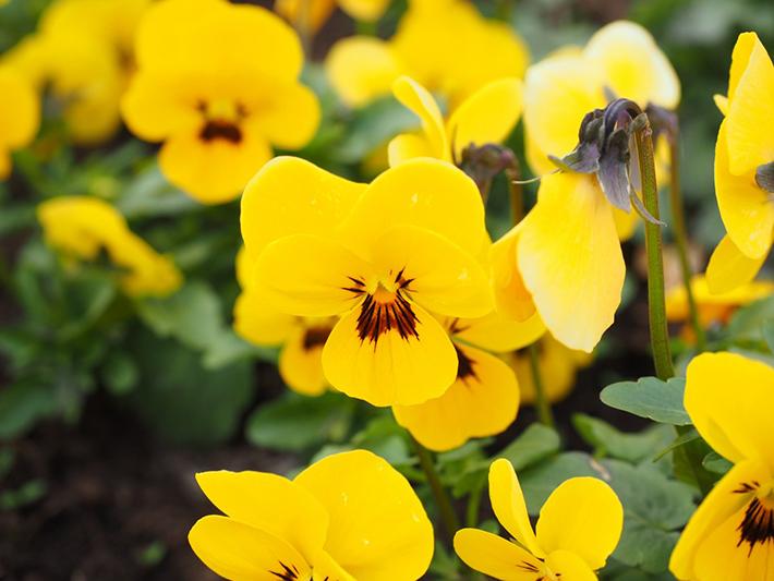 groundcover. There are several hybrid varieties available. Erlyn produces tricolor purple and yellow flowers that cover the plant.