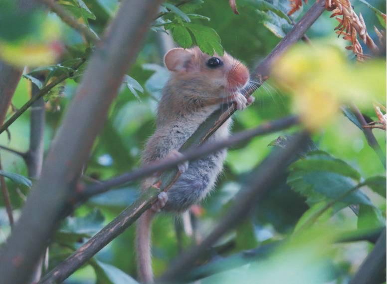 Devon hedges and wildlife 3: dormice Young dormouse in a Devon hedge. 1 Hedges are an important habitat for Britain's only native dormouse, the hazel dormouse.