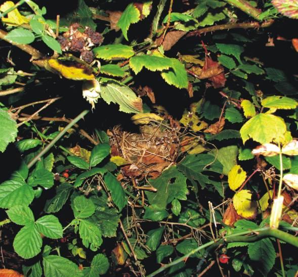 Nests Dormice spend much of their lives sleeping or torpid, so safe nesting sites are very important to them. During the winter they hibernate in nests at or just below ground level.