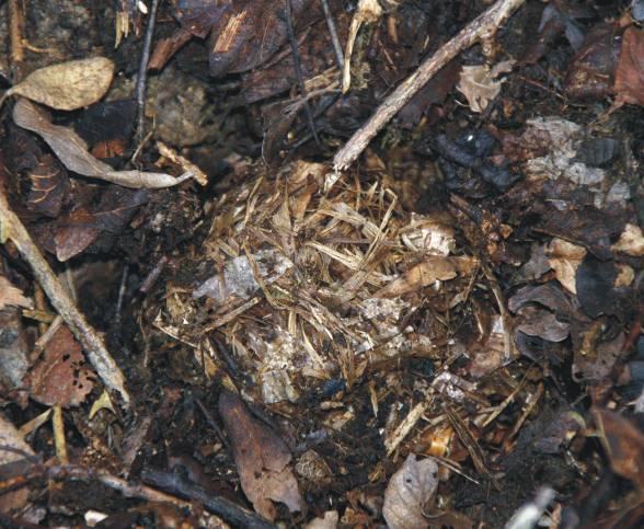 Occasionally hibernation nests are found in open areas covered by little more than a few leaves.
