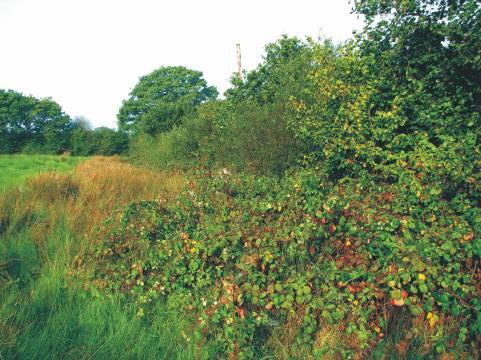 Dense hedges with several years' growth and bramble margins provide much food and safe nesting places. What makes a good dormouse hedge?