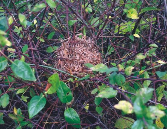 Bank repair Since dormice living in Devon hedges will be using the banks for hibernation, repairs to them and to any stone facing should preferably be done in September or October, after the main