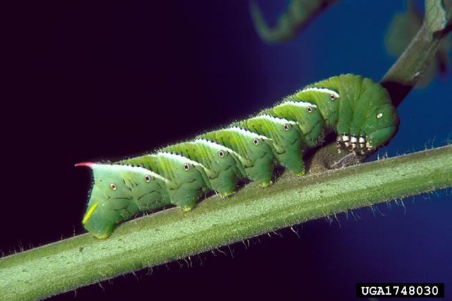 Tomato Hornworm Leaves of tomatoes, eggplants, potatoes PREVENTION: Hoe the soil up early spring to
